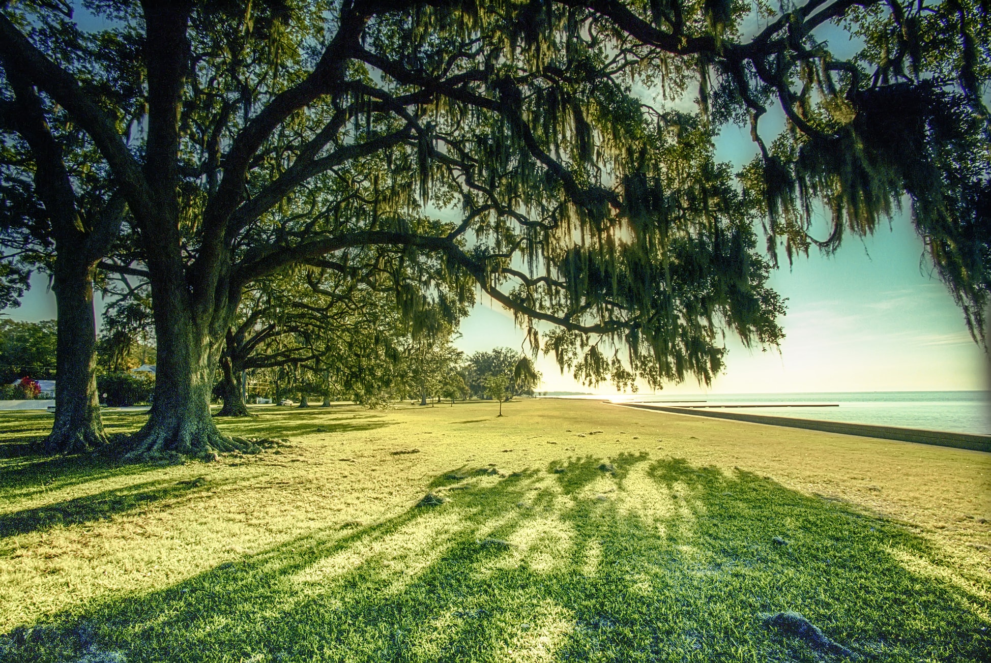 Oak trees on Mandeville Lakefront located in Mandeville, Louisiana